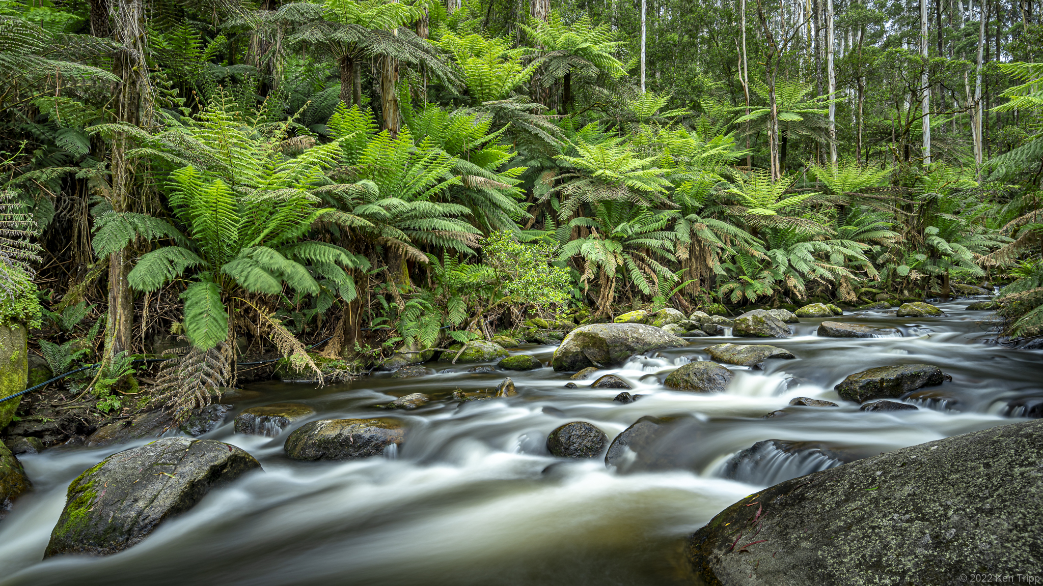 Noojee