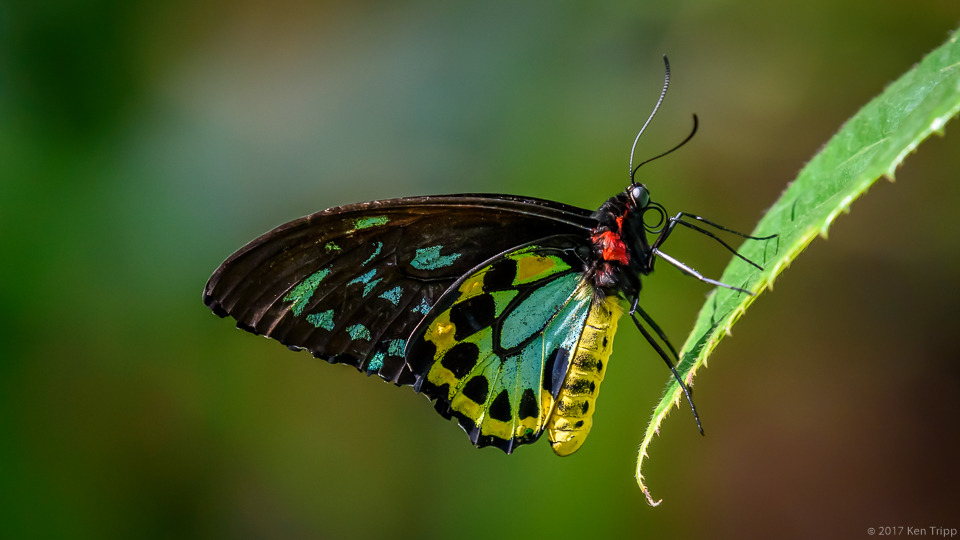 Butterfly