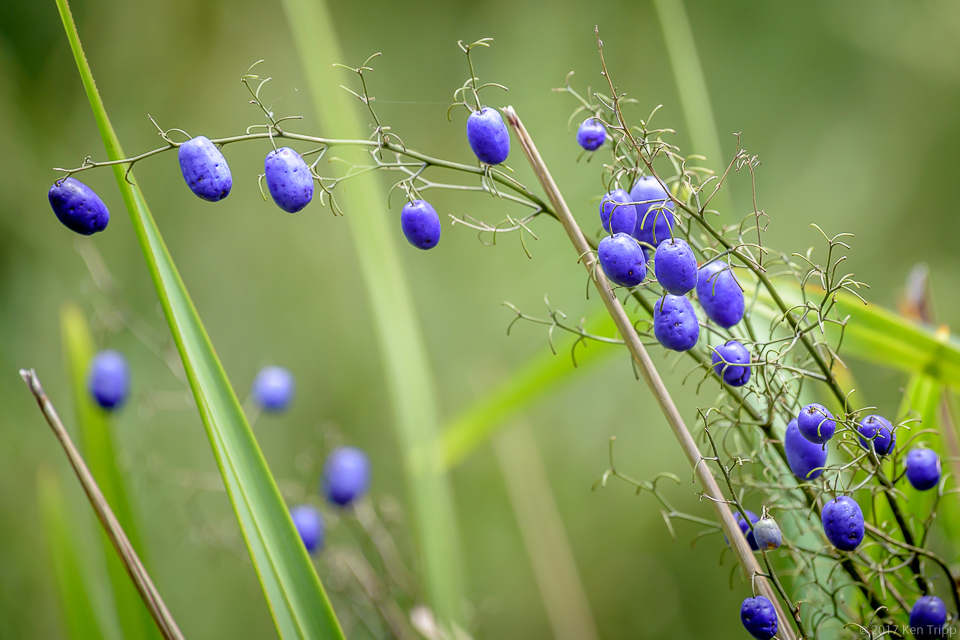 Native Blueberry