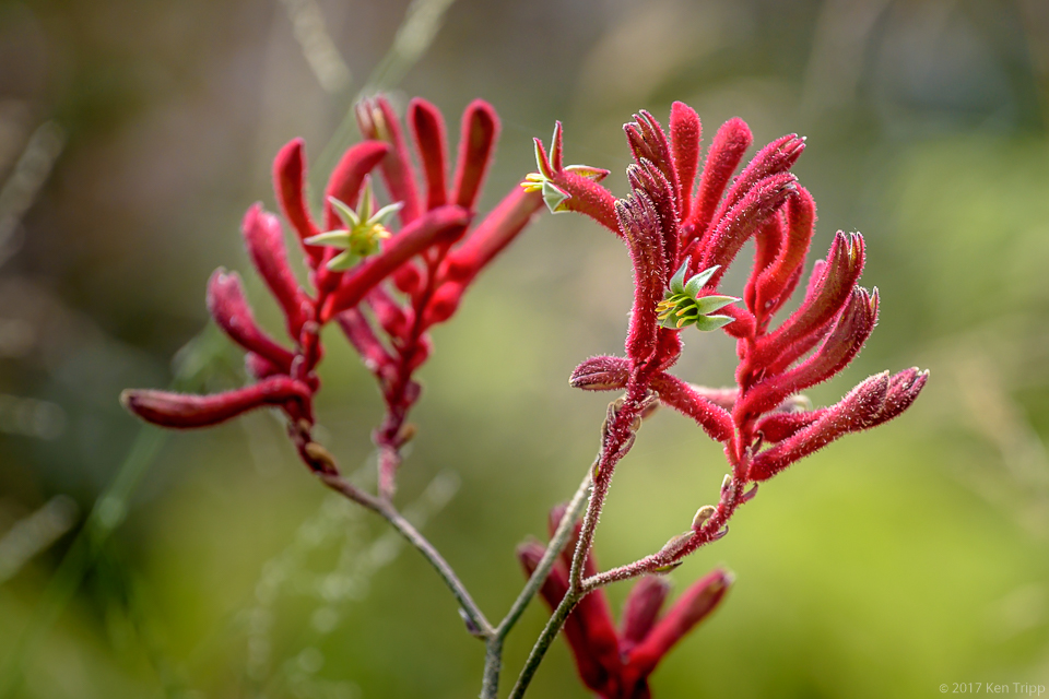 Kangaroo Paw
